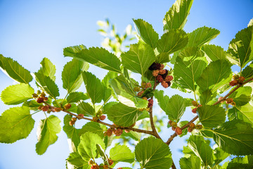Fresh mulberry, black ripe and red unripe mulberries on the branch of tree. Healthy berry fruit