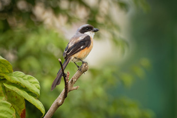 The long-tailed shrike or rufous-backed shrike (Lanius schach) is a member of the bird family Laniidae, the shrikes. They are found widely distributed across Asia
