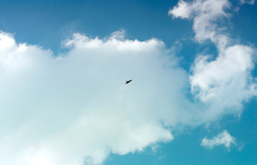 Eagle soars in the clouds, against the blue sky