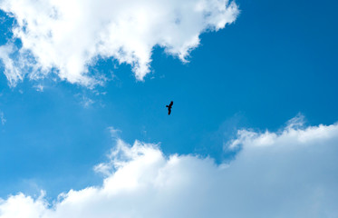 Fototapeta na wymiar Eagle soars in the clouds, against the blue sky