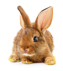 Brown rabbit on white.