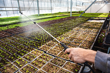 Gardener worker in greenhouse or hothouse spaying young seedlings with water from sprinkle, aerosol...