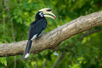 Oriental Pied-Hornbill - Anthracoceros albirostris large canopy-dwelling bird belonging to the...