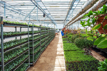 Inside industrial greenhouses interior, growing organic natural plants and vegetables