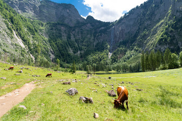 Fototapeta na wymiar cow in the alps
