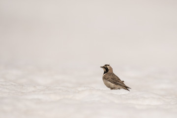 Stunning bird photo. Horned lark (Eremophila alpestris). A high mountain bird feeding on the snow.