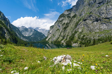 mountain landscape with flowers