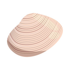 sea shell on white background