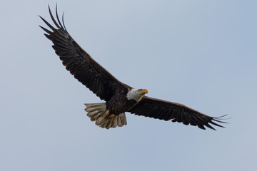 Closeup of a bald eagle flying, seen in the wild in  North California