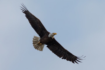 Closeup of a bald eagle flying, seen in the wild in  North California