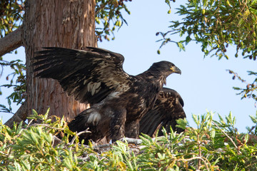 3-months old bald eagle eaglet trying to learn to fly, seen in the wild in  North California