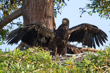 3-months old bald eagle eaglet trying to learn to fly, seen in the wild in  North California