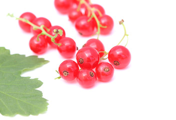 Red currant isolated on white background