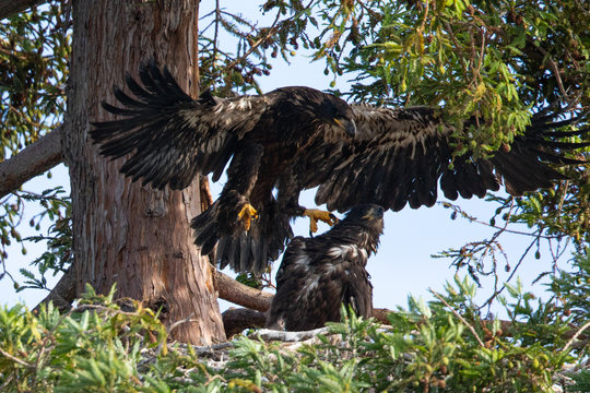 Two 3-months old bald eagle eaglets, seen in the wild in  North California
