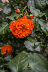 Beautiful orange-pink roses on a bush in the garden.