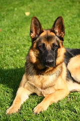portrait of german shepherd dog on green grass