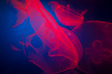 UAE, jellyfish in aquarium