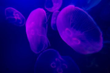 UAE, jellyfish in aquarium