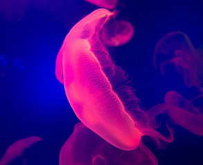 UAE, jellyfish in aquarium