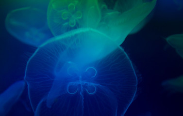 UAE, jellyfish in aquarium