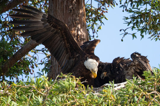 bald eagle  sharing food with her 3-months  eaglet, seen in the wild in  North California