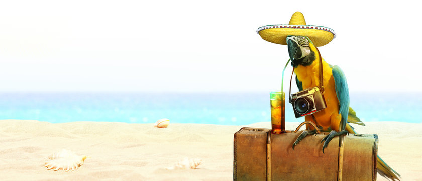 Papagai im Urlaub am Strand