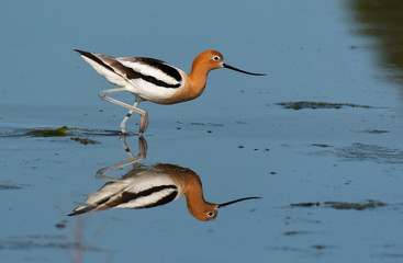 A Beautiful American Avocet Looks up from Foraging in the Lake for Food with Reflection