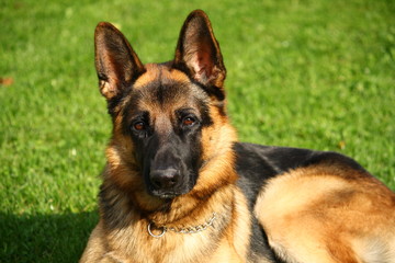 portrait of german shepherd dog on green grass