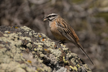 Stunning bird photo. Rock bunting (Emberiza cia) on the rock.