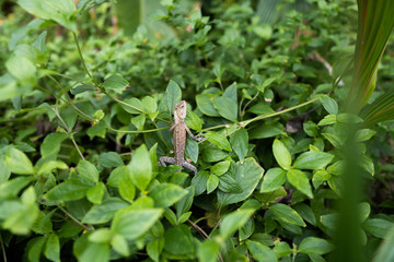 Lizard sitting in tropical leaves waiting for food
