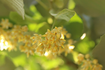 Blooming linden, lime tree in bloom