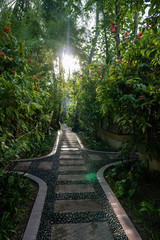 Stone path in an exotic garden. The sun is shining through the green