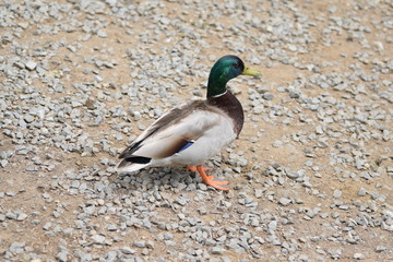Duck