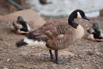 A Goose