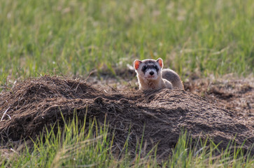 An Endangered Black-footed Ferret on the Plains of Colorado