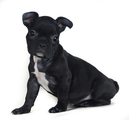 Black french bulldog hipopotamo looks isolated and looking at something