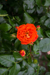 Beautiful orange-pink roses on a bush in the garden.