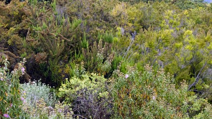 green landscape on teide volcano