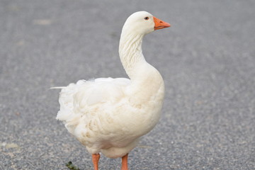 A White Goose
