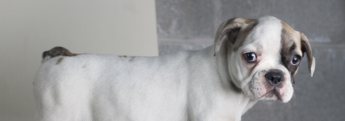 Interesting portrait of bulldog top part looking at camera, white and brown