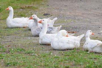 White Geese on the grass
