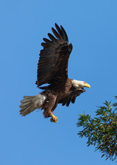 Closeup of a bald eagle flying with food on her talons, seen in the wild in  North California