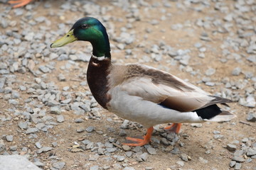Duck posing fora photo