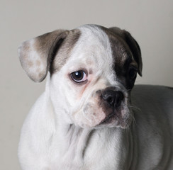 Beautiful Close-up portrait of bulldog french in shadow looking at camera
