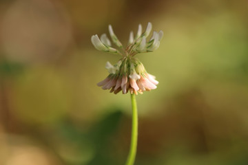 Clover flower
