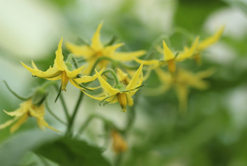 Tomato flower