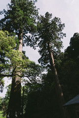 Fototapeta premium Landscape of Kurama