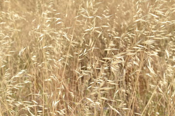 Wild herbs golden flowers background