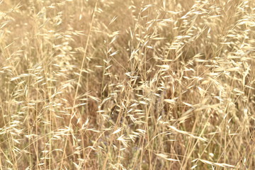 Wild herbs golden flowers background