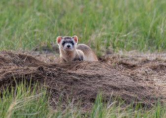 An Endangered Black-footed Ferret on the Plains of Colorado